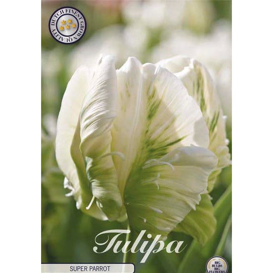 Tulpan Parrot Super Parrot 7-pack (NYHET)