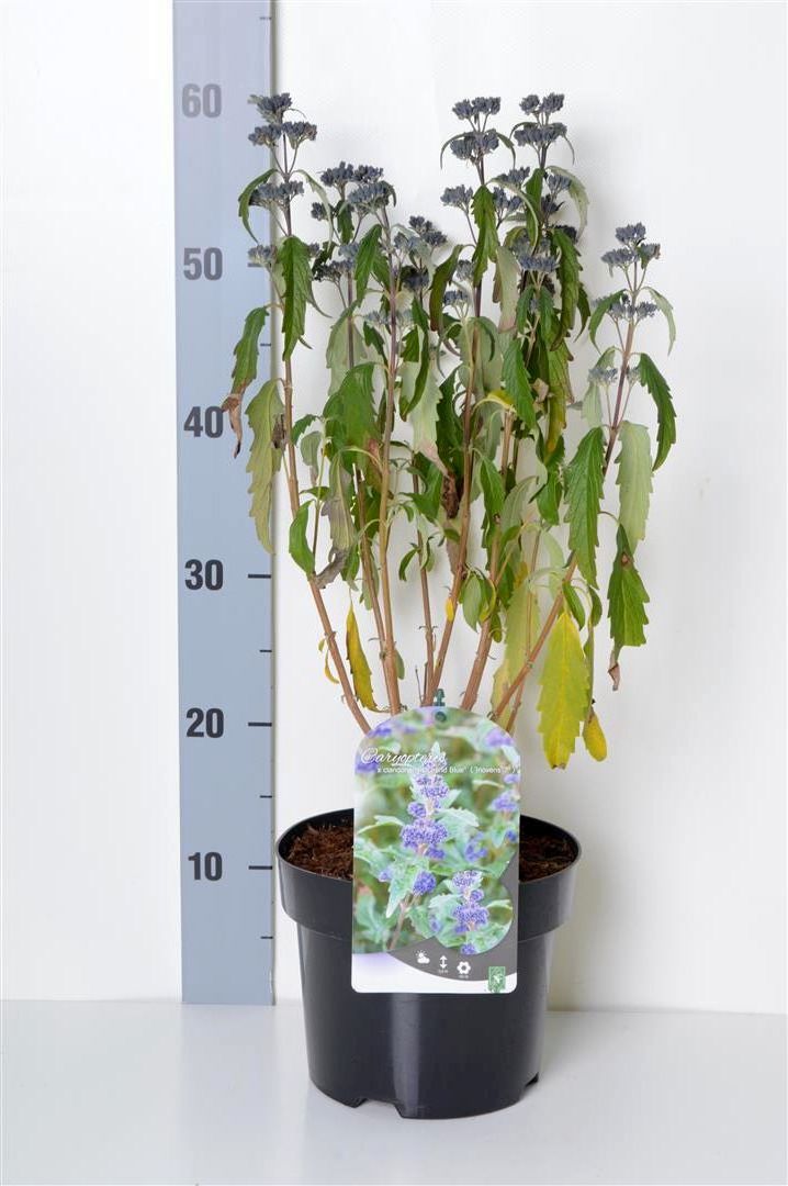Caryopteris cl. &