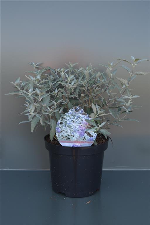 Caryopteris cl. &