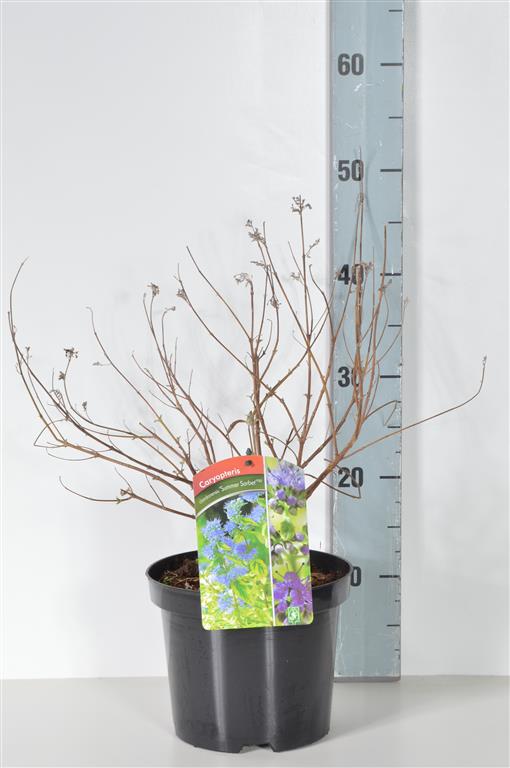 Caryopteris cl. &