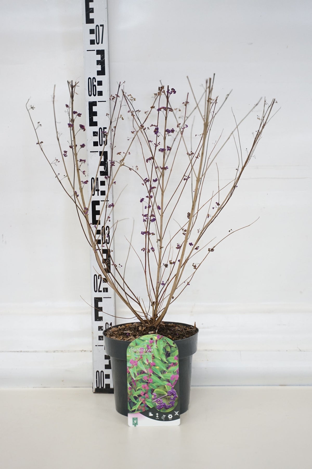 Callicarpa dichotoma &