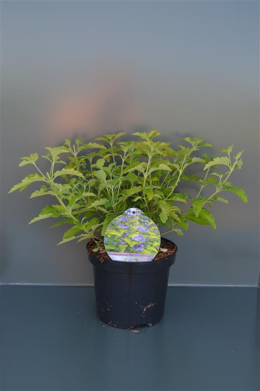 Caryopteris &