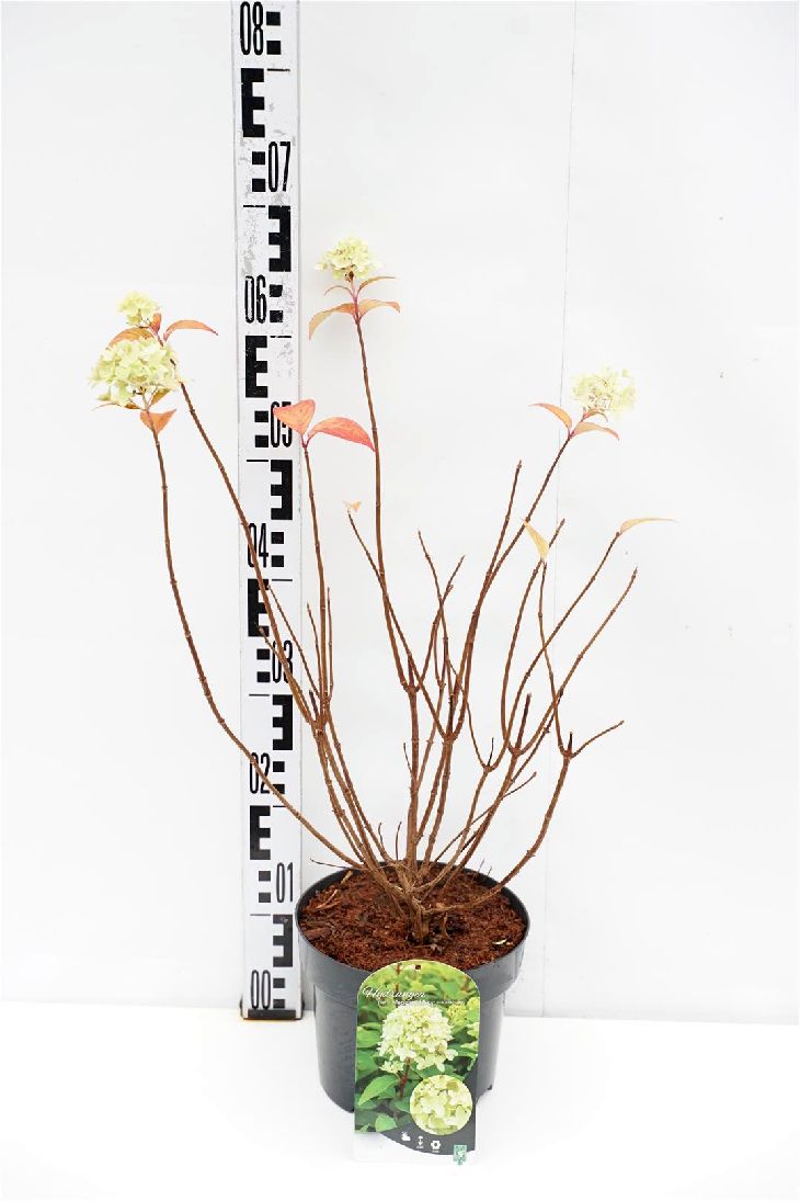 Hydrangea paniculata &