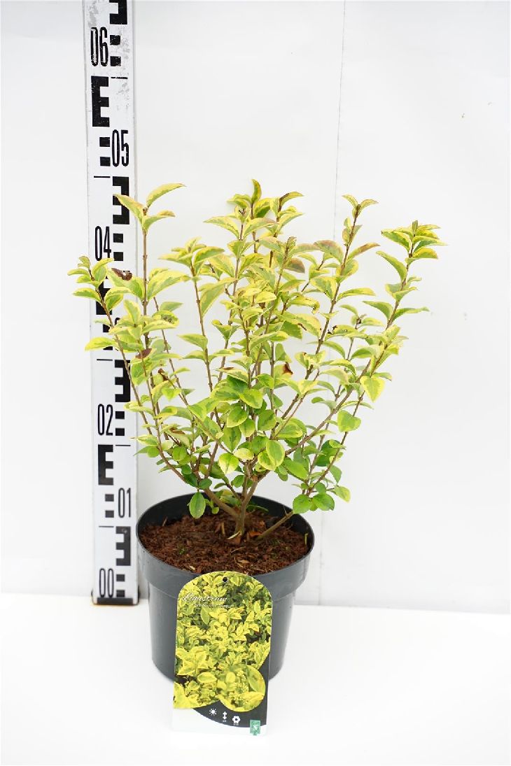 Ligustrum ovalifolium &