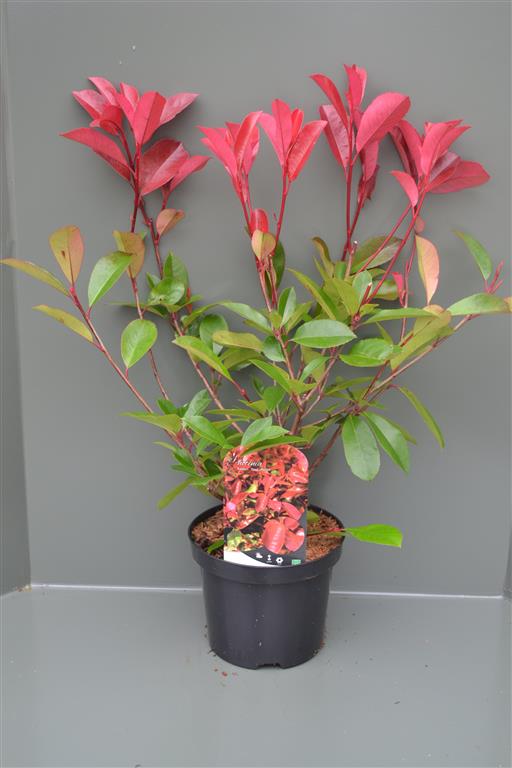 Photinia fraseri &