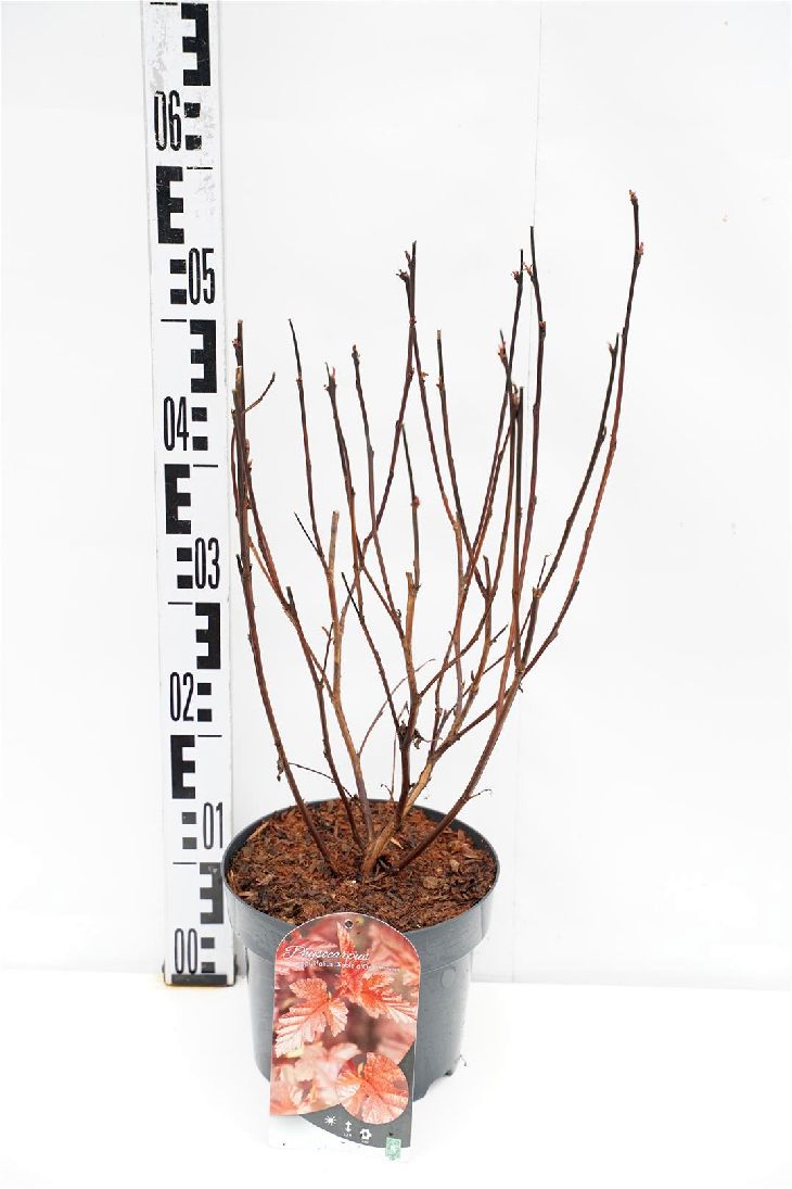 Physocarpus op. &