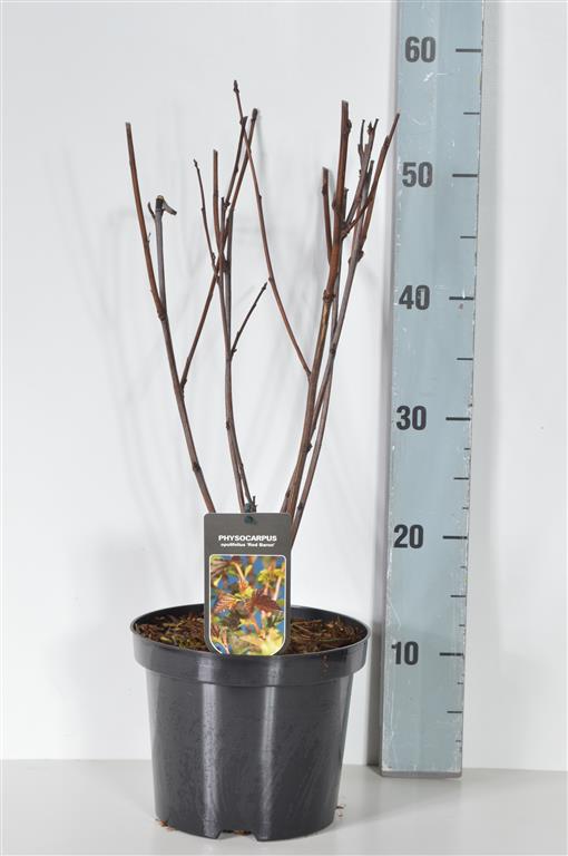 Physocarpus opulifolius &