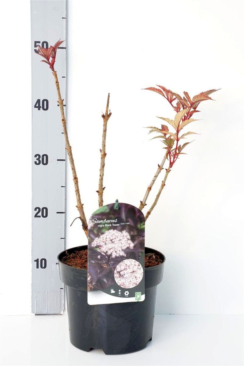 Sambucus nigra &