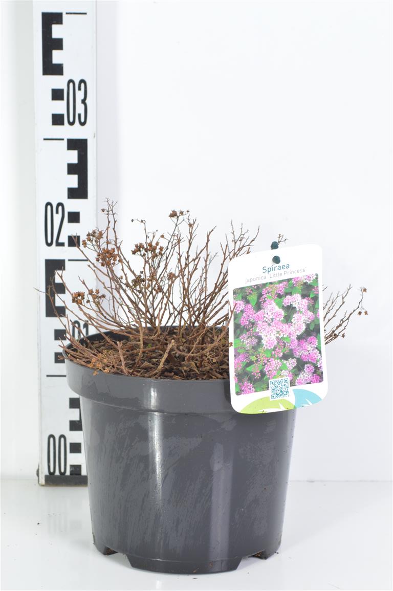 Spiraea jap. &