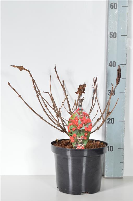 Weigela florida &