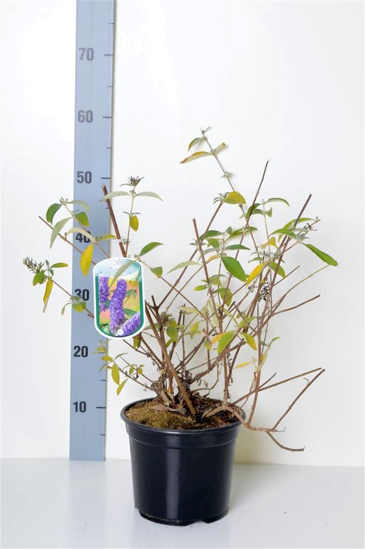 Buddleja davidii &