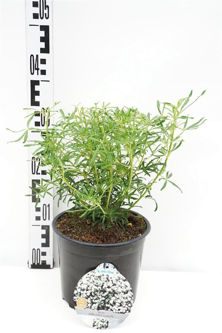 Choisya ternata &