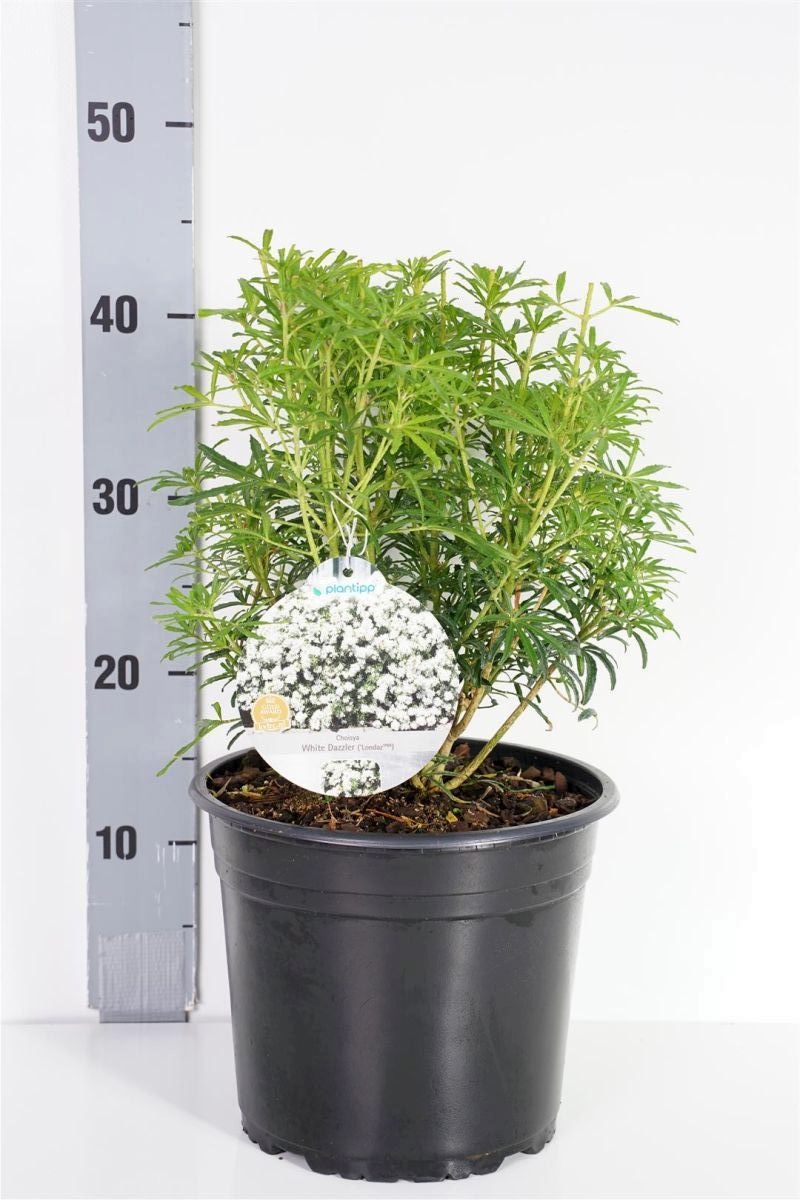Choisya ternata &