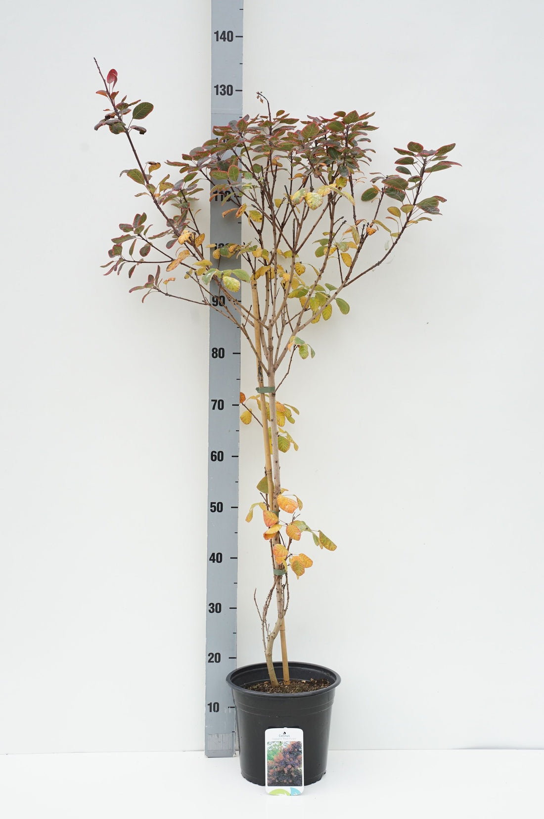 Cotinus coggygria &