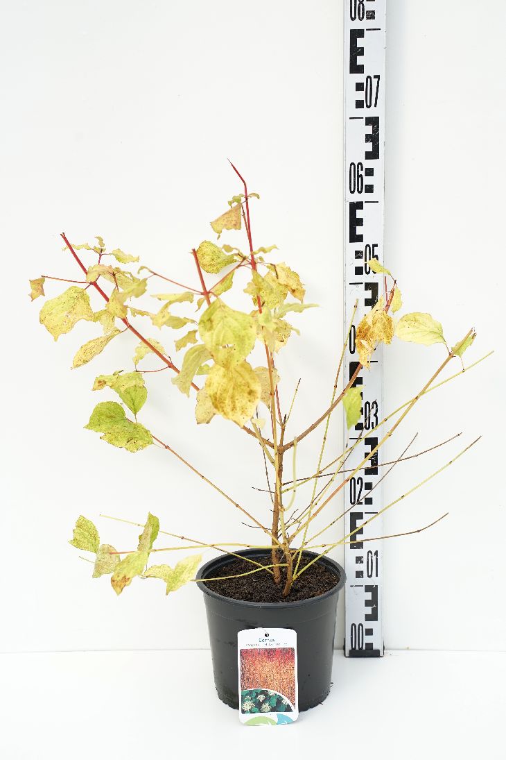 Cornus sanguinea &