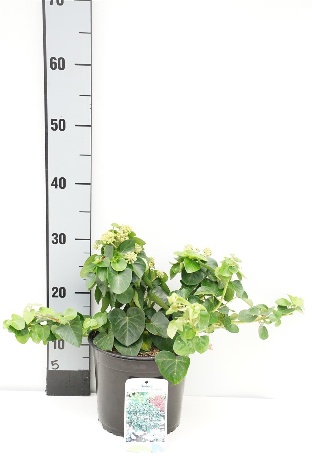Hedera hibernica &