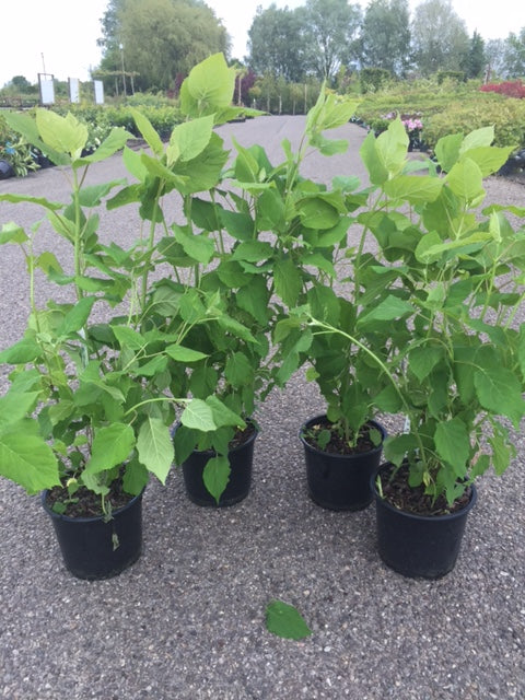 Hydrangea arborescens &
