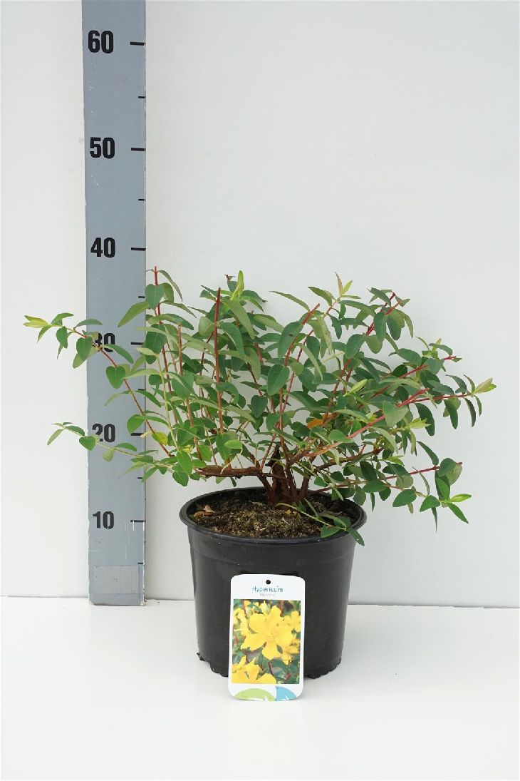 Hypericum &