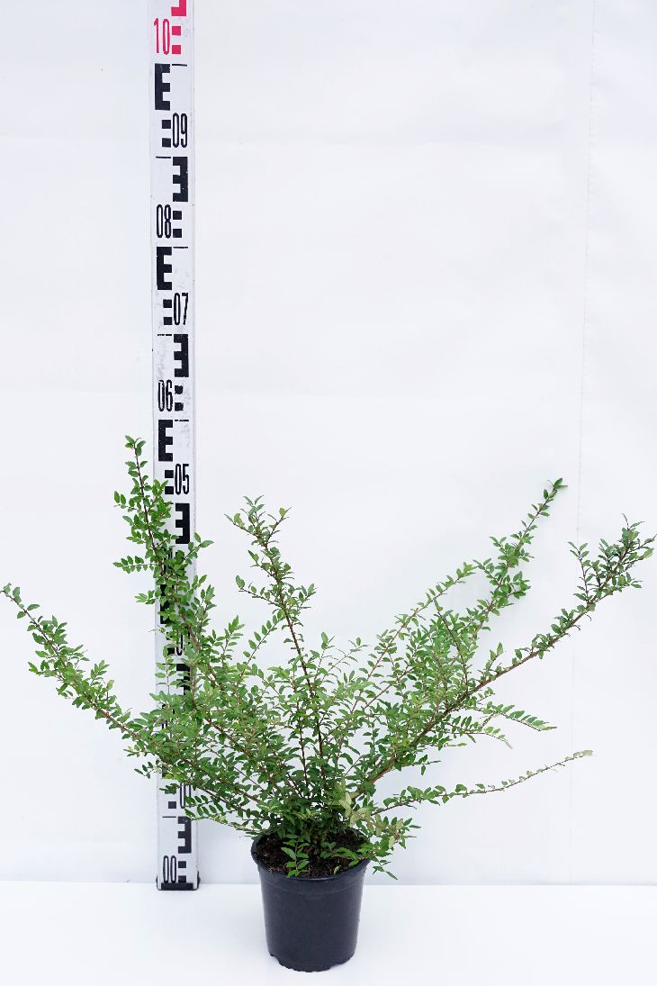 Lonicera nitida &