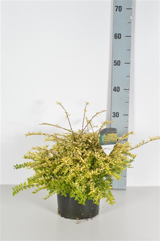 Lonicera nitida &