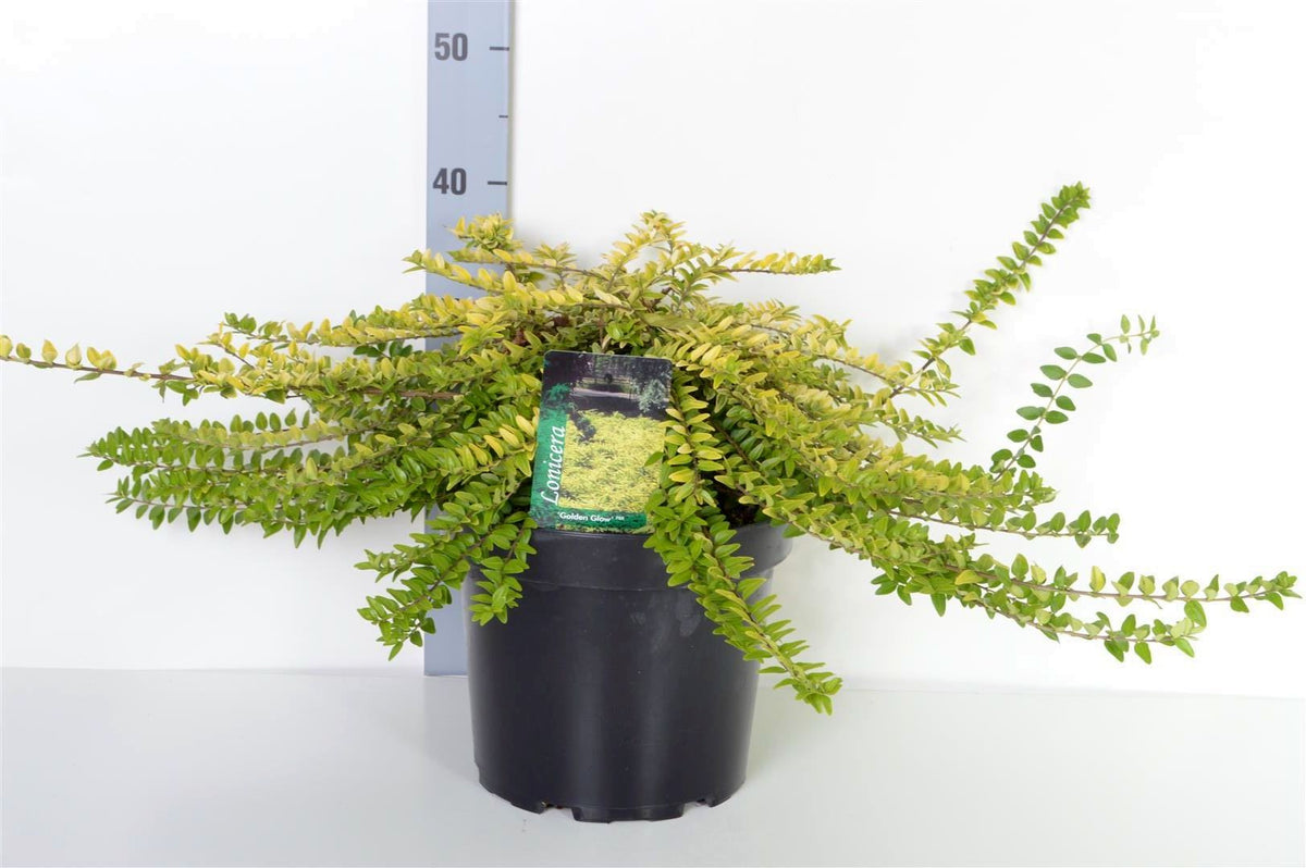Lonicera nitida &