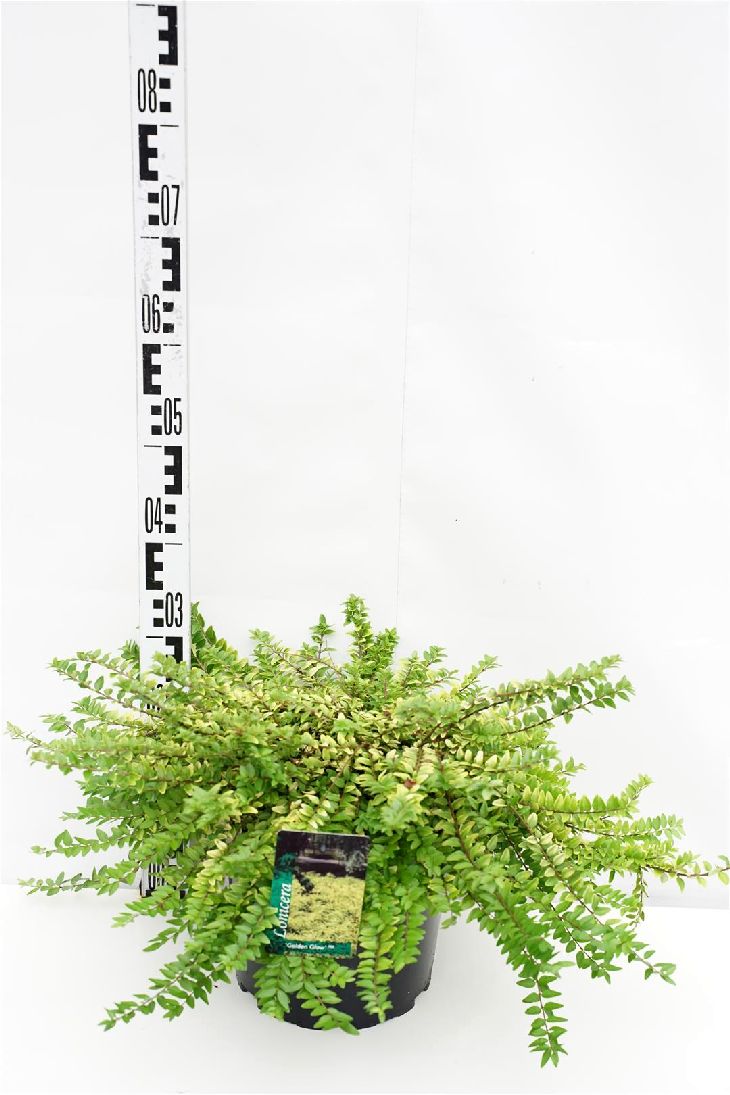 Lonicera nit. &