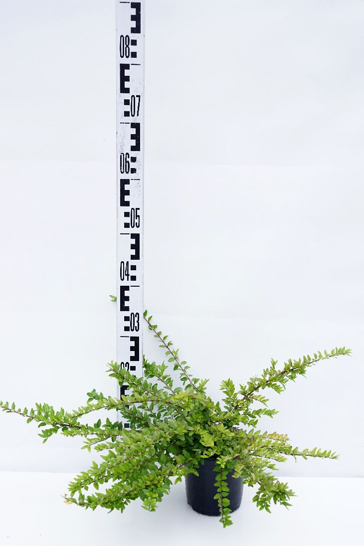 Lonicera nitida &