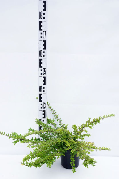 Lonicera nitida &