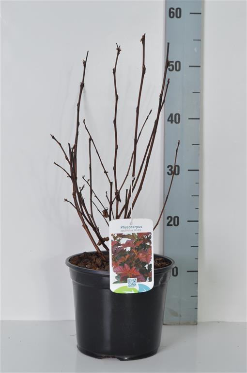 Smällspirea - Physocarpus opulifolius &