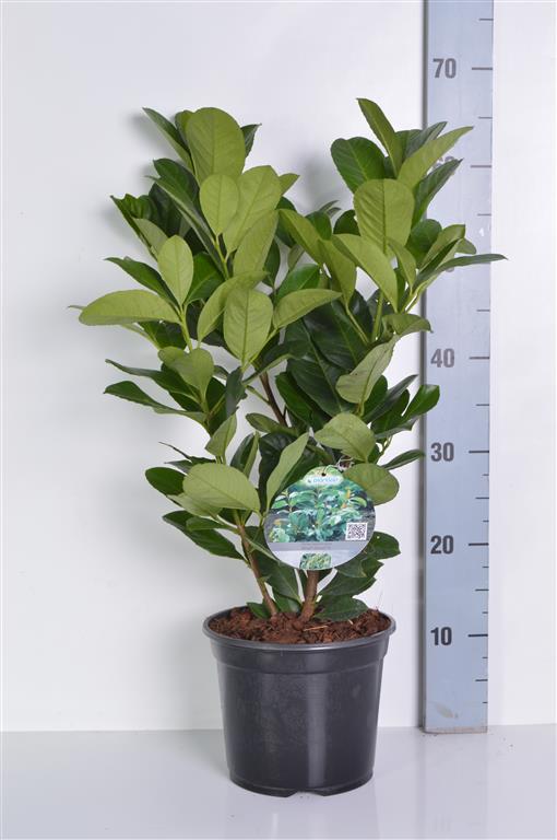 Prunus laurocerasus &