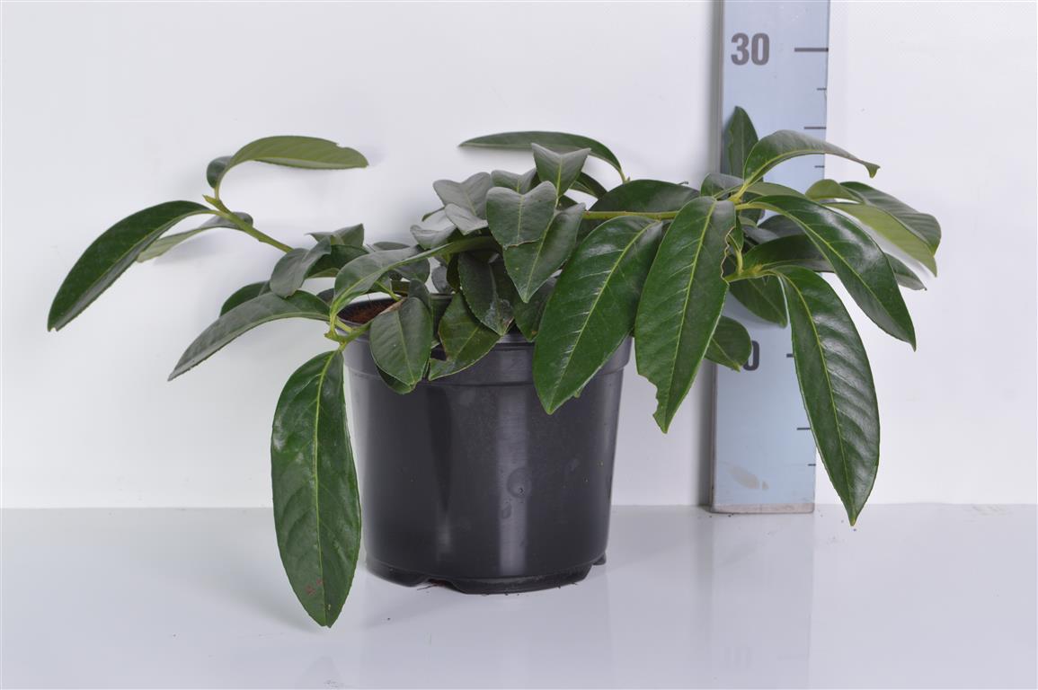 Prunus laurocerasus &