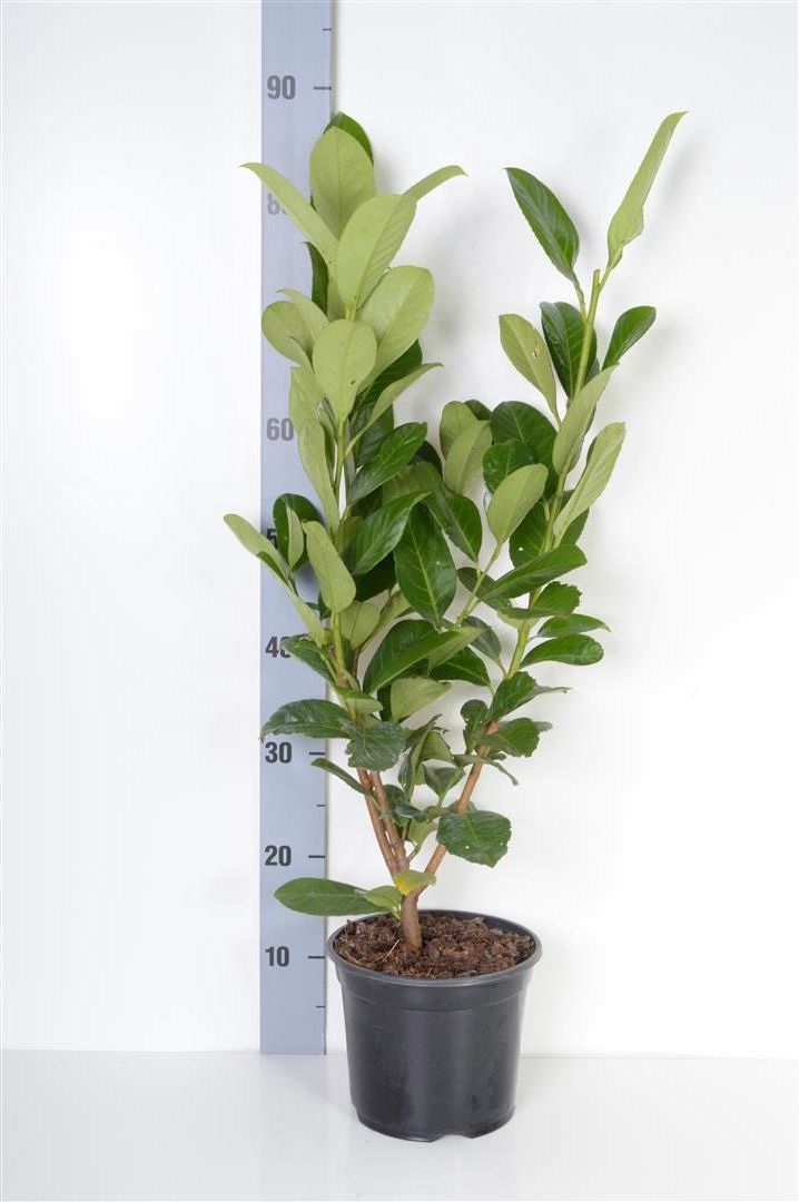 Prunus laurocerasus &