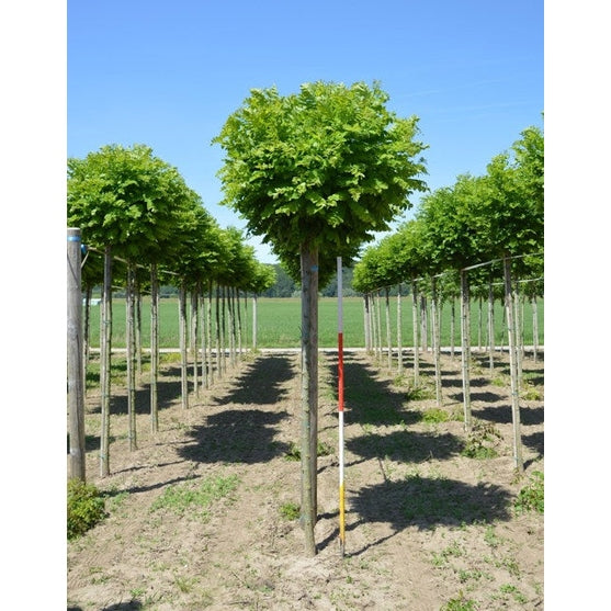Robinia - Robinia pseudoacacia &