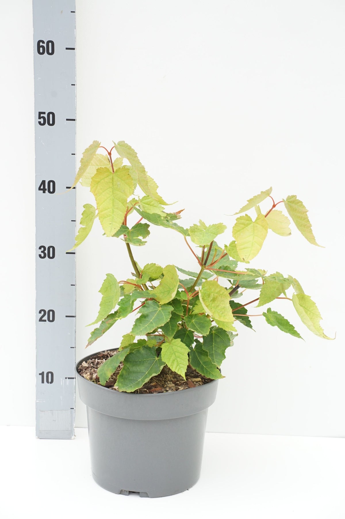 Acer davidii C4 (4 liters kruka) / 21 cm kruka 40-60 cm