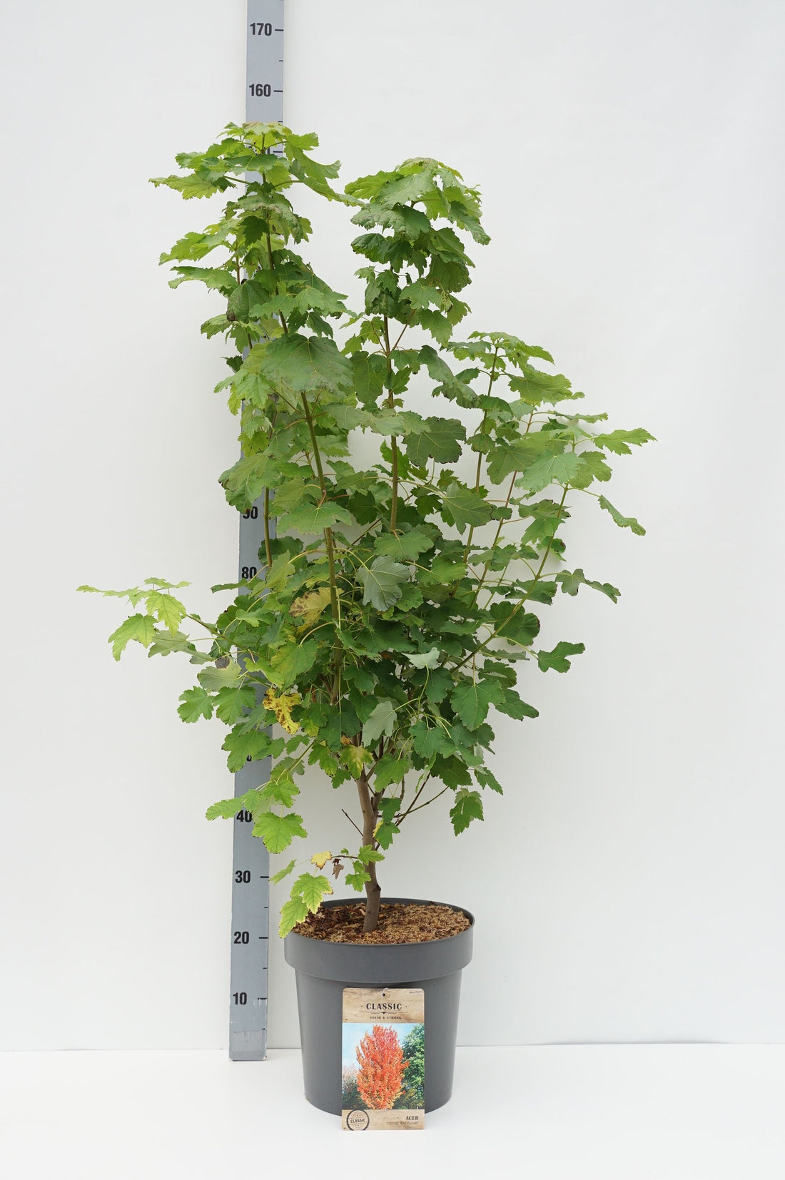 Acer rubrum &