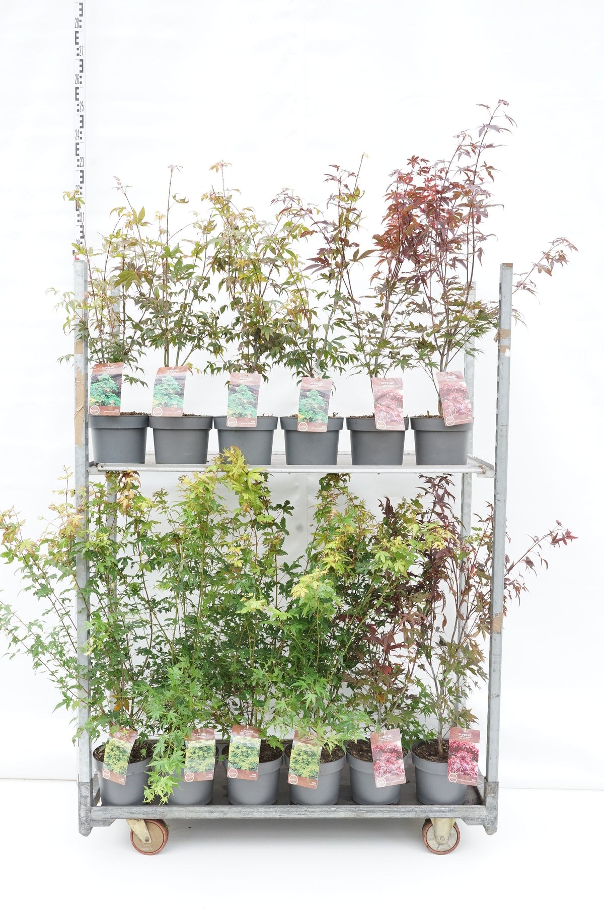 Acer palmatum (olika sorter) C4 (4 liters kruka) 40-60 cm