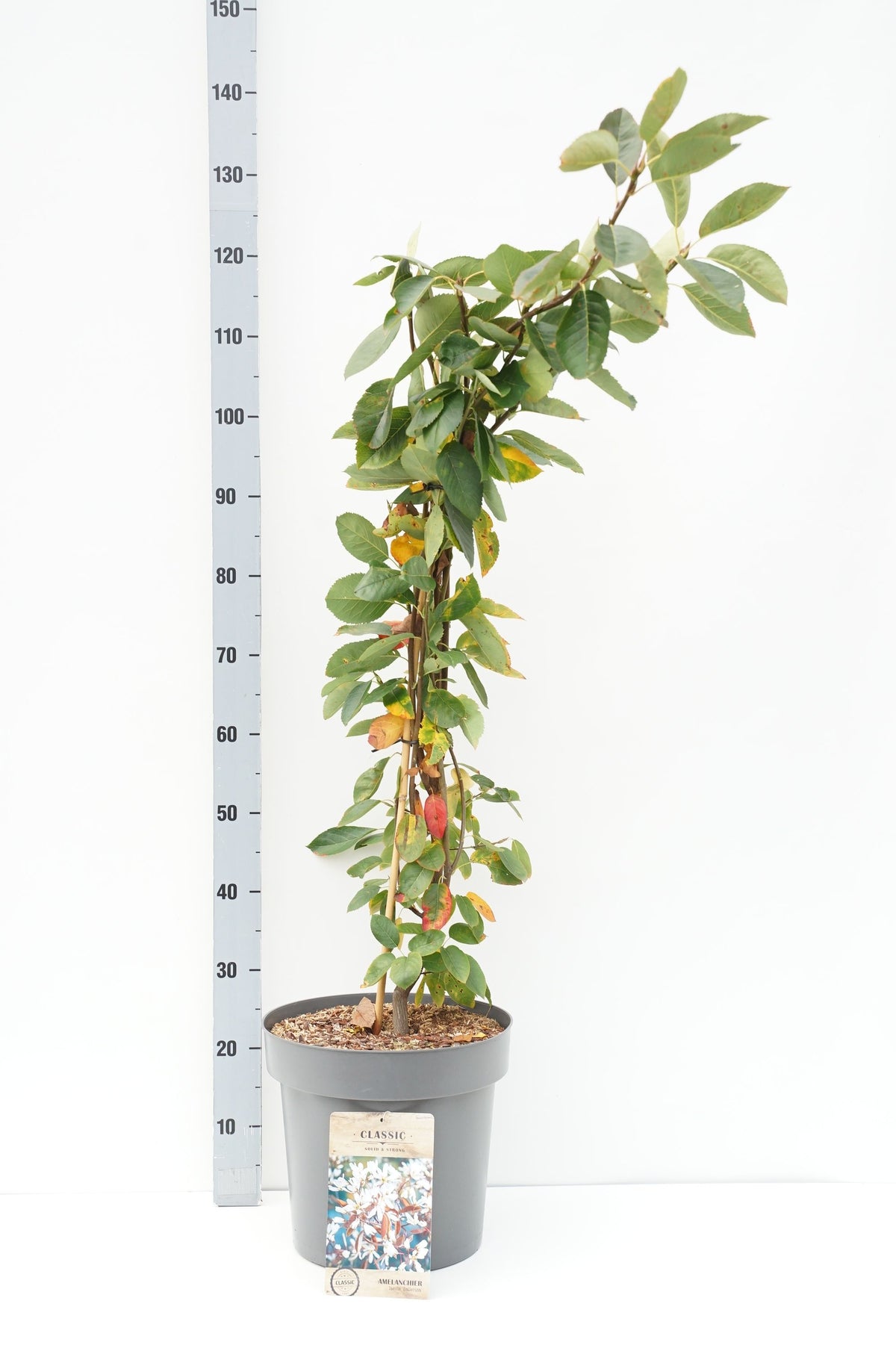Amelanchier &