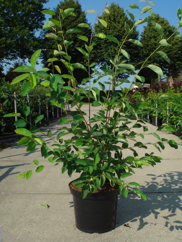 Amelanchier lamarckii C12 (12 liters kruka) 100-125 cm