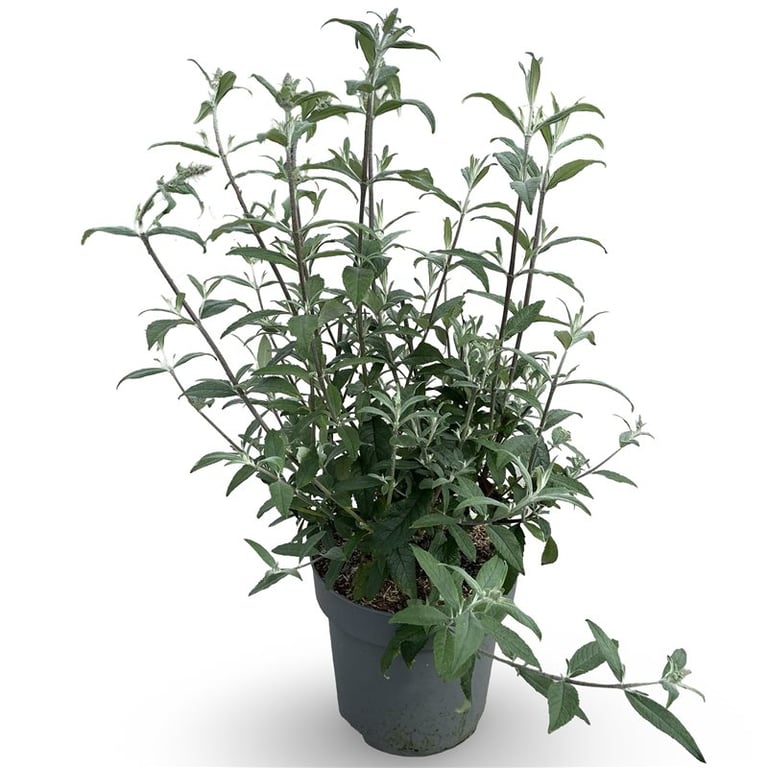 Buddleja davidii &