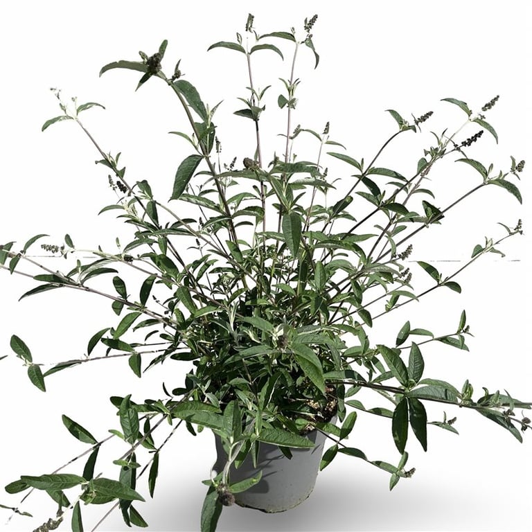 Buddleja d. &