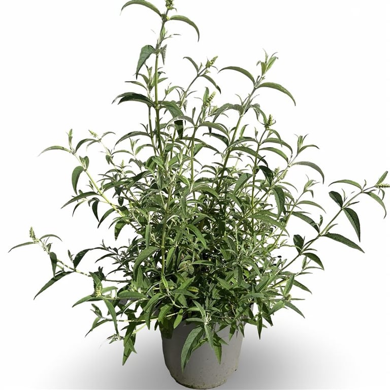 Buddleja d. &