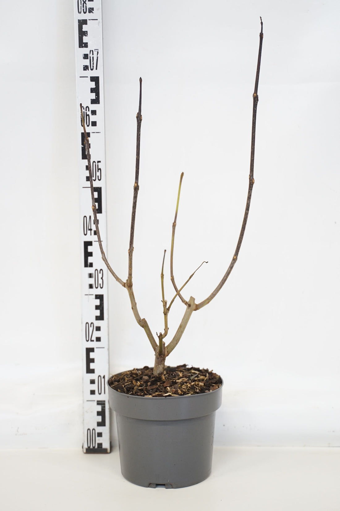 Catalpa erubescens &