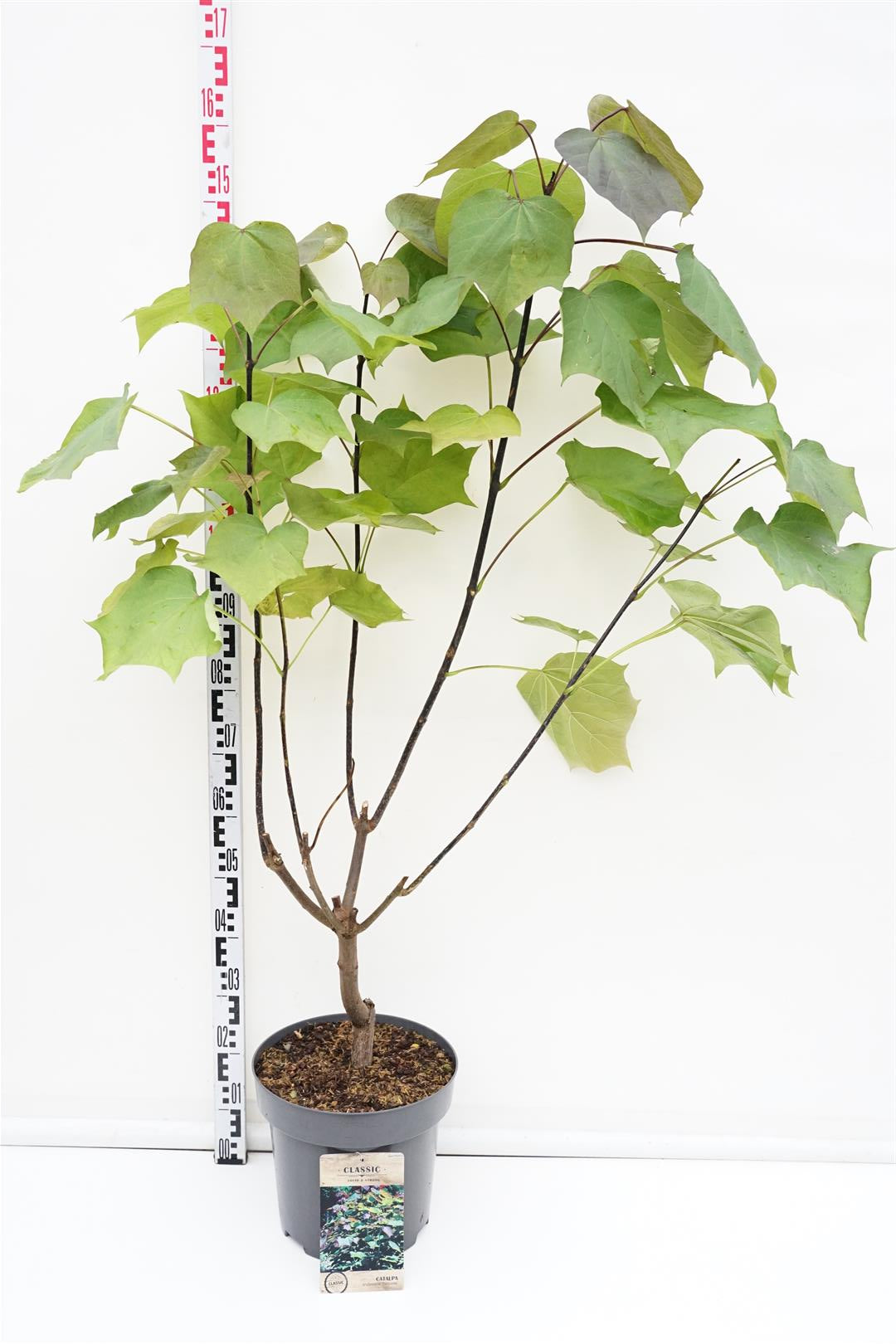 Catalpa erub. &