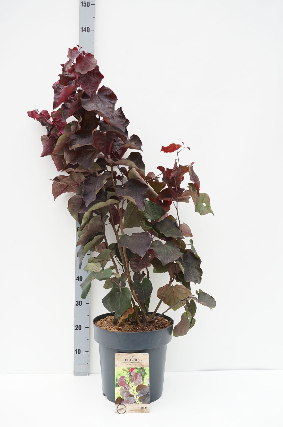 Cercis canadensis &