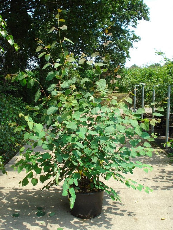 Cercidiphyllum japonicum C12 (12 liters kruka) 150-175 cm