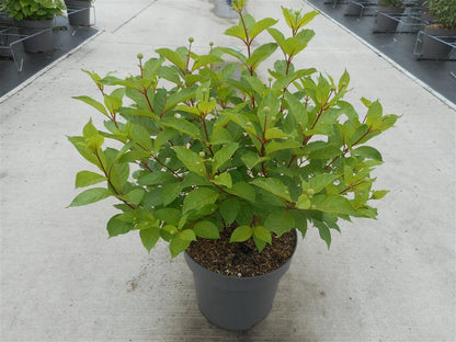 Cephalanthus occidentalis 50-80 cm, C12 (12 liters kruka)