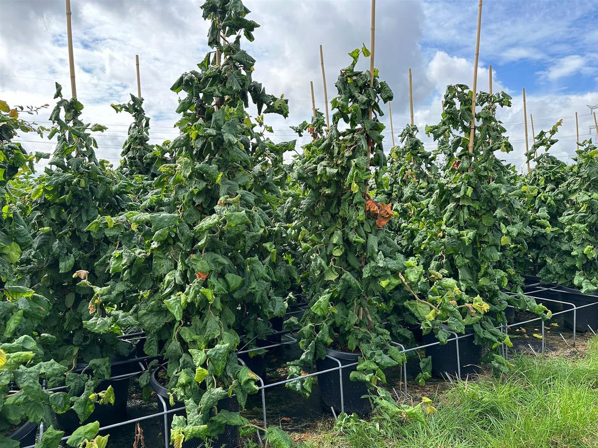 Corylus a. &