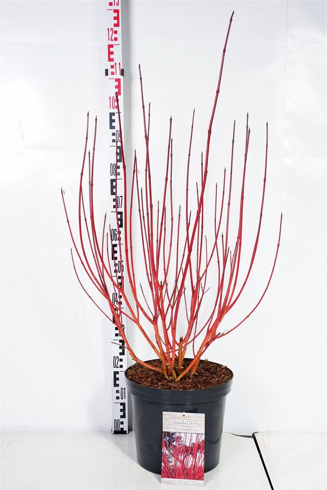 Cornus alba &