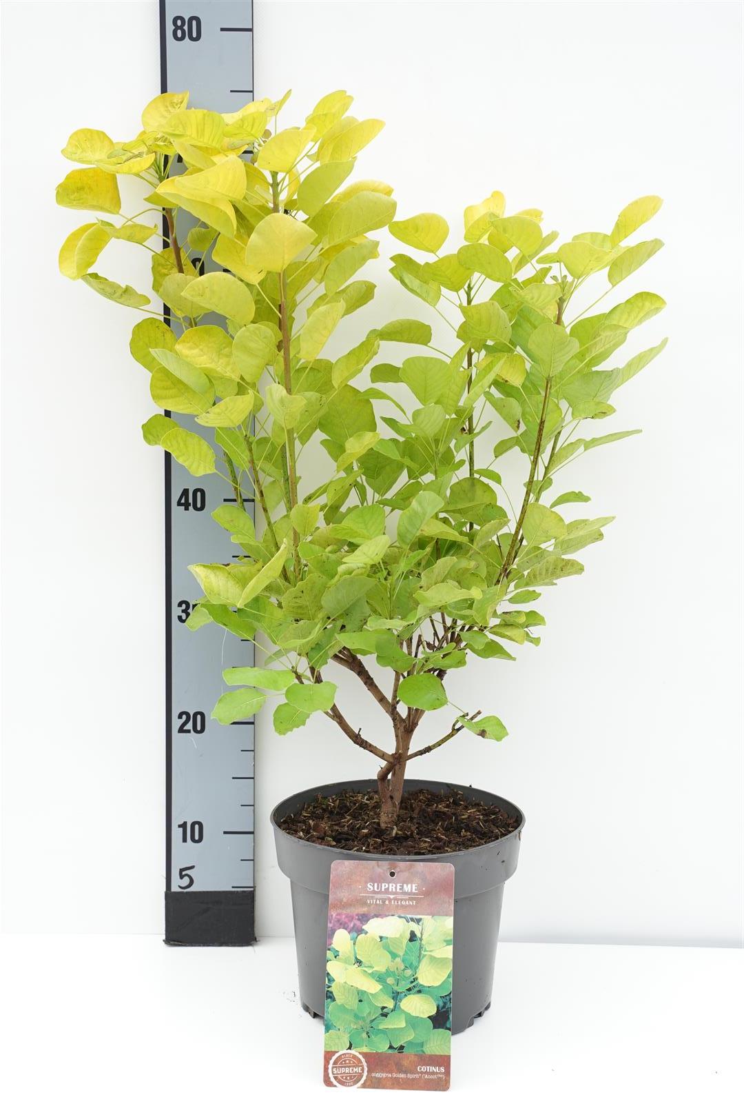 Cotinus coggygria &