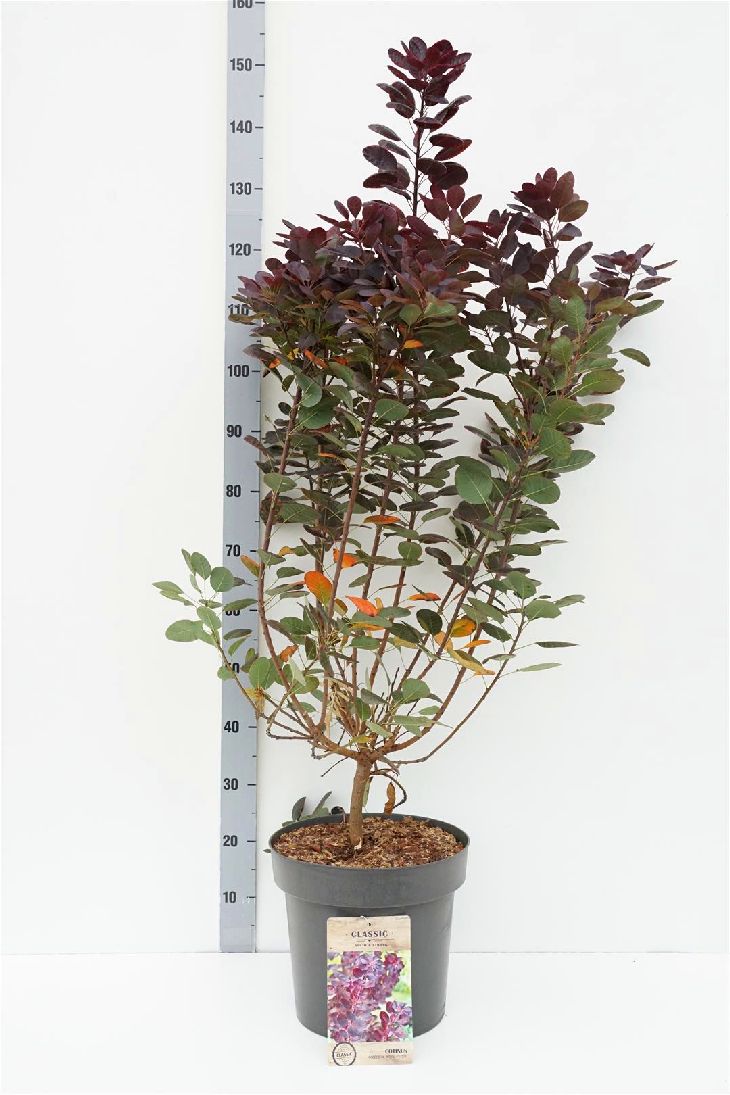 Cotinus coggygria &